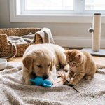 De ultieme checklist als je een puppy of kitten verwelkomt
