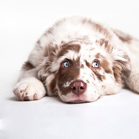 Patricia van Liemt wat is doggy style kind uitleggen