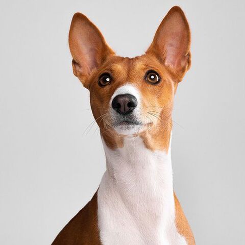 Illustratie bij: ‘Mijn dochter is licht allergisch voor onze hond, moet ik hem wegdoen?’
