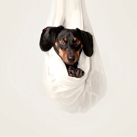 Illustratie bij: ‘Oppas of peuterspeelzaal? Die kunnen nooit een ouderrol vervangen’