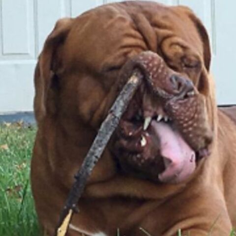 Illustratie bij: 9x dieren die wel eens leuker op de foto hebben gestaan