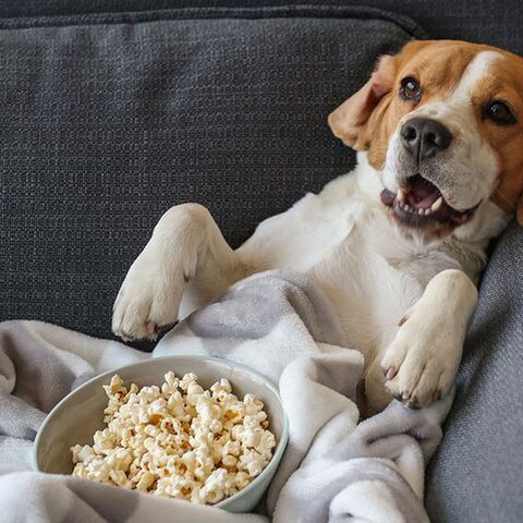 Illustratie bij: Van déze films word je instant blij