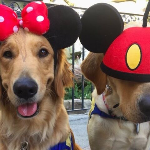 Illustratie bij: Hulphonden hebben dag van hun leven in Disneyland (en jij ook na het zien van deze foto’s)