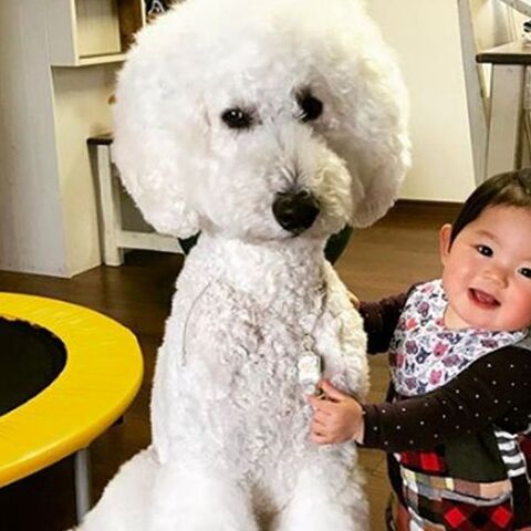 Illustratie bij: Deze schattige foto’s van meisje (1) met poedel maken je dag