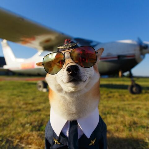 Illustratie bij: Hond mee in het vliegtuig: dit zijn de regels