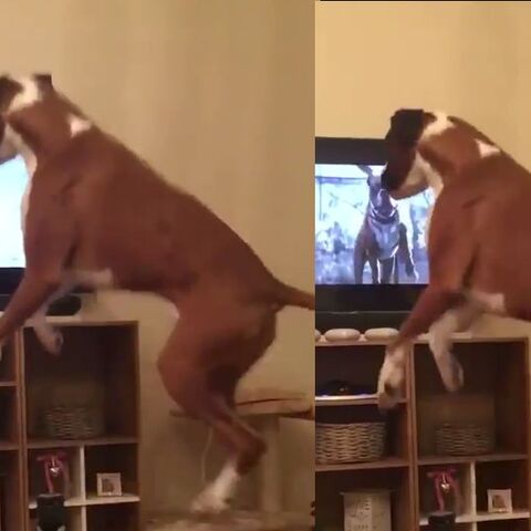 Illustratie bij: Hond springt mee met viral kerstreclame