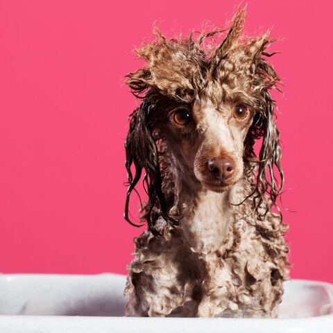 Illustratie bij: 6x huishoud-must haves voor als je kinderen hebt