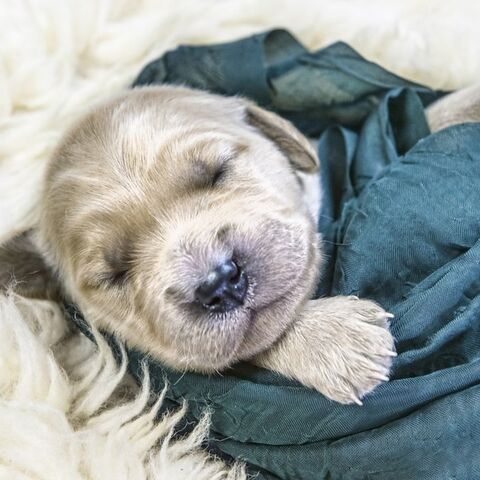 Illustratie bij: It’s a wrap: dít zijn de fijnste inbakerdoeken voor je baby