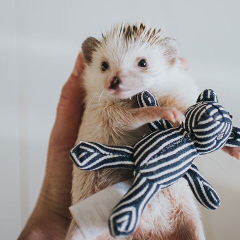 Illustratie bij: Van egel Koala tot hond Tuna: deze dieren moet je volgen op Instagram