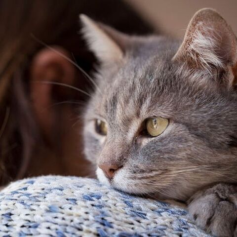 Illustratie bij: Jorinde: ‘Poes is dood’
