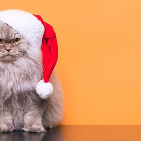 Illustratie bij: 11 last minute kerstsmoezen