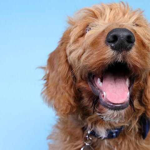 Illustratie bij: Word je blij van: deze drie labradoodles én baby hebben een eigen Instagramaccount