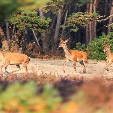 Illustratie bij: 5 x superuitjes op de Veluwe met je kind