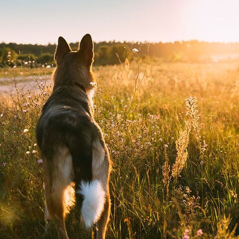 Illustratie bij: Laarzen aan en lopen maar: 5x de leukste natuurpunten met kinderen