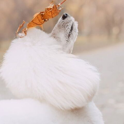 Illustratie bij: Geweldig: fotoserie van een broer en zus én hun drie grote poedels