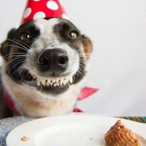 Illustratie bij: Huisdieren en taarten: de beste combinatie ooit