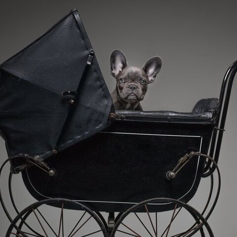 Illustratie bij: 7x tips om je hond te laten wennen aan de baby
