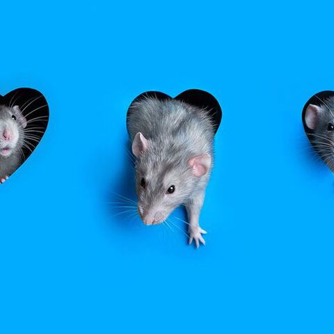 Illustratie bij: ‘Het moeilijkste aan het moederschap? Van twee naar drie kinderen’