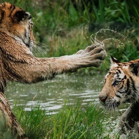 Illustratie bij: ‘Ik werd gék van het geruzie van mijn kinderen – en zo maakte ik er een einde aan’