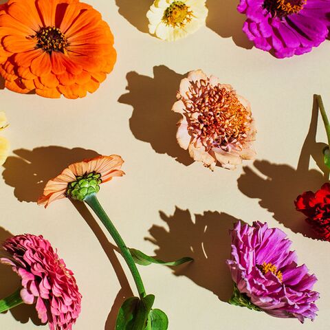 Illustratie bij: Van roos tot anjer: dit zeggen de bloemen in je moederdagboeket
