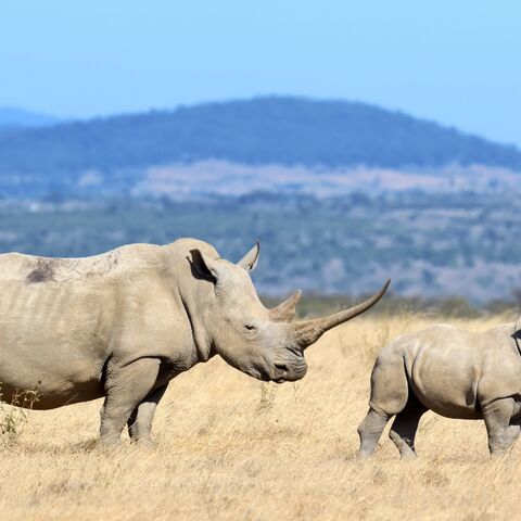 neushoorn