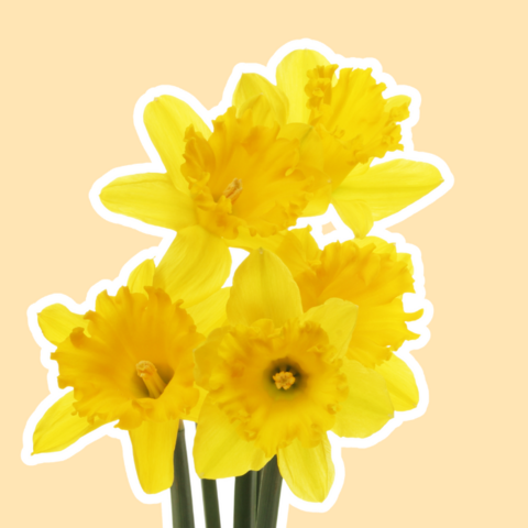 Illustratie bij: Met een boeket van deze bloemen heb je geen last van je hooikoorts