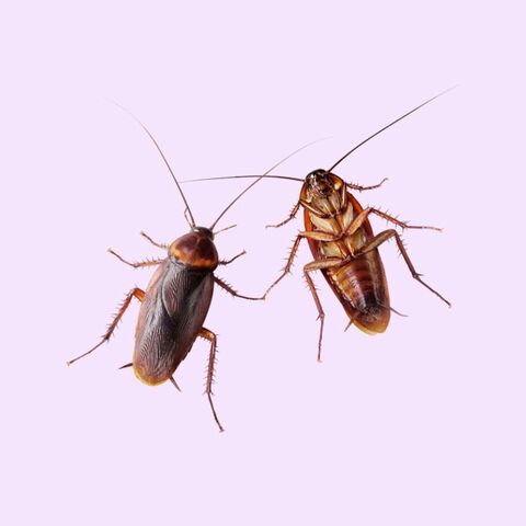Illustratie bij: ‘Mijn dochter durft geen vrienden mee te nemen omdat de kakkerlakken over het aanrecht lopen’