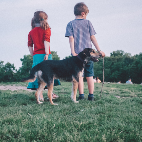 Illustratie bij: Minder kinderen, meer honden: worden kids vervangen door ‘fur babies’?
