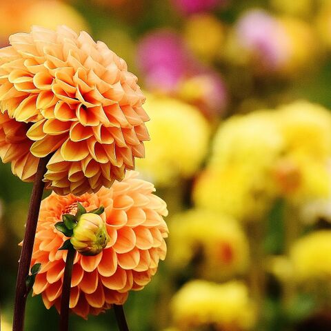 Illustratie bij: Zó maak je je tuin nog mooier