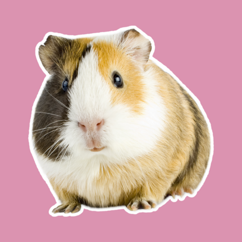 Illustratie bij: Huisdierperikelen: ‘Liep ik in de supermarkt met een cavia onder de arm’