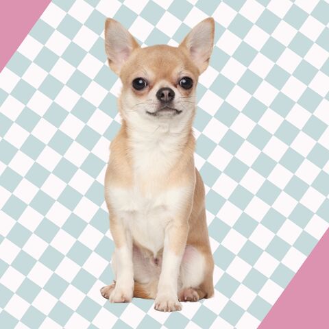 Illustratie bij: Huisdierperikelen: ‘De gastvrouw gilde, de chihuahua viel om, en mijn 2-jarige had geen idee wat ze had aangericht’