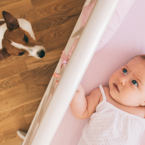 Illustratie bij: Onderzoek: hoe een hond je baby kan helpen tegen eczeem