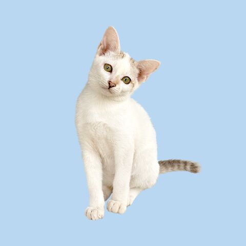 Kat