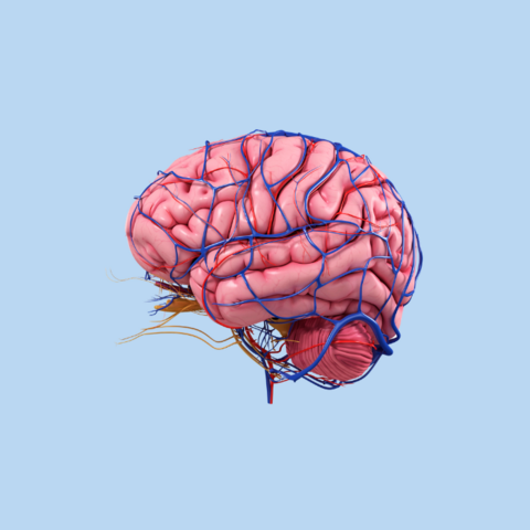 Illustratie bij: Onderzoek: hersenverschillen bij kinderen mogelijk oorzaak van drugsgebruik, niet andersom