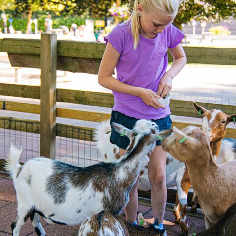 Illustratie bij: Spelen bij de boer: deze 5 speelboerderijen wil je bezoeken met kinderen