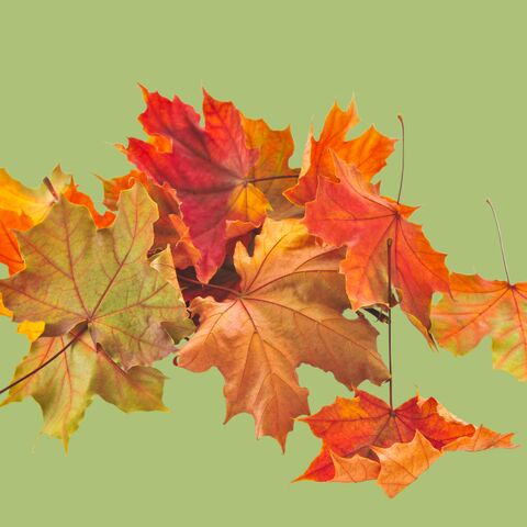 herfst