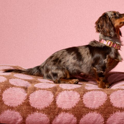 Illustratie bij: WIN: een DOGGUO giftcard t.w.v. €150,-