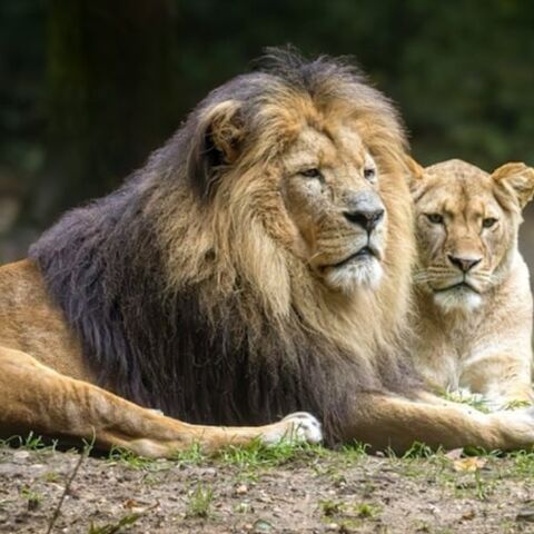 Illustratie bij: Dagje dierentuin in Gelderland? Deze bezoek je nu met korting!