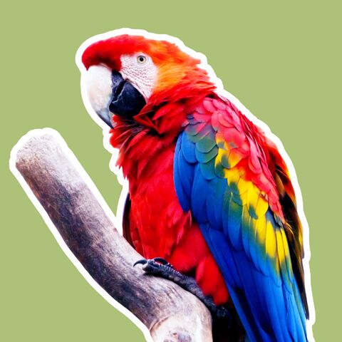 Illustratie bij: Dit zijn de 3 leukste (en minder bekende) dierentuinen van Noord-Brabant
