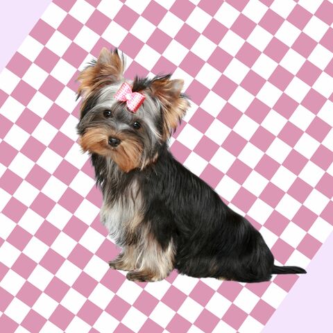 hondje