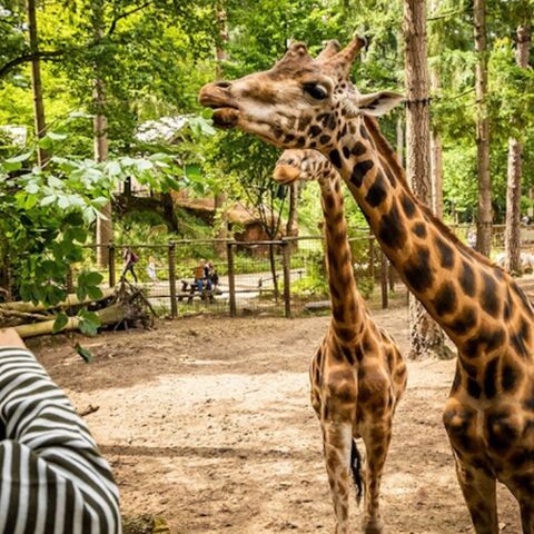 dierenpark amersfoort