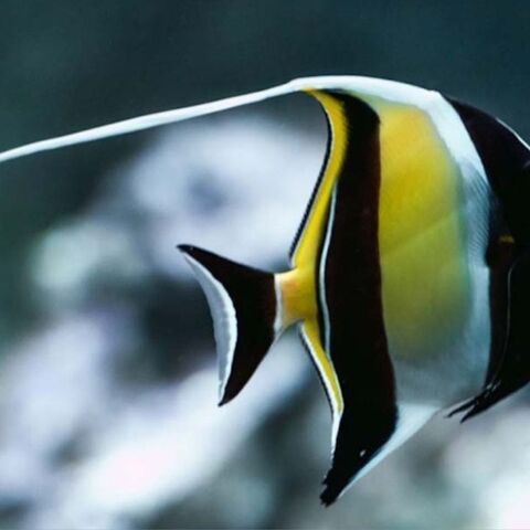 Illustratie bij: Ontdek de magische onderwaterwereld van het Zee Aquarium Bergen aan Zee mét korting