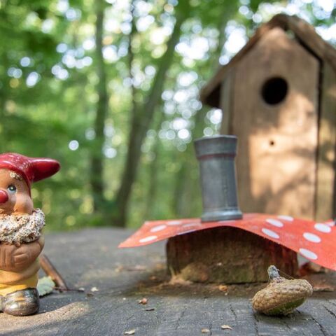 Illustratie bij: Plopperdeplop: dit zijn de leukste kabouterpaden van Nederland