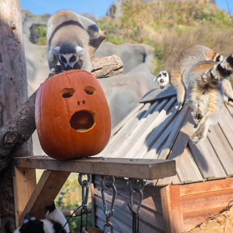 Illustratie bij: Halloween met de kinderen? Bij Pairi Daiza wordt het dit jaar griezelig leuk