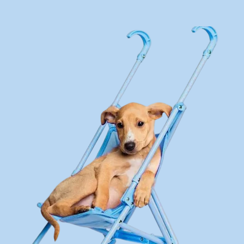 Illustratie bij: Renate: ‘Mijn zoon wil dolgraag een eigen hond, maar tijdens zijn eerste proefwandeling ging het mis’