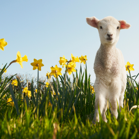 Illustratie bij: De hort op: 13x leuke uitjes voor kinderen in de lente