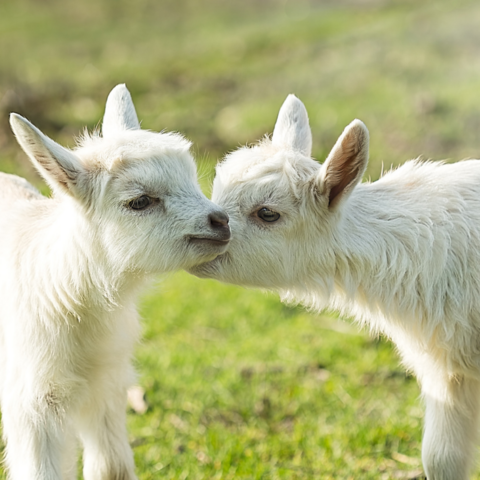 Illustratie bij: 27x de leukste kinderboerderijen in Nederland