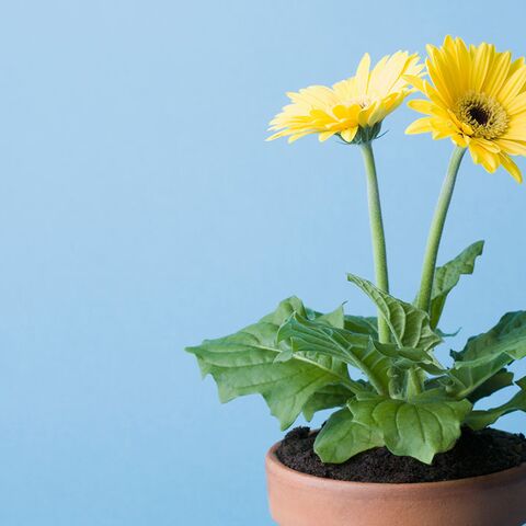 Illustratie bij: ‘Als een dief in de nacht begroef ik het arme beestje tussen de planten’