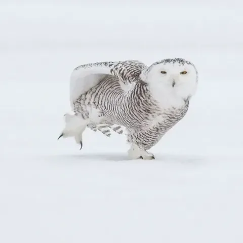 Illustratie bij: Hoppa, op de ijzers! Dit zijn toffe schaatsuitjes