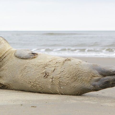 Illustratie bij: 5x Ameland met kinderen